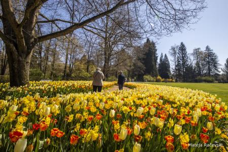 Spomladanska razstava Arboretum Volčji Potok Foto Mateja Račevski-20